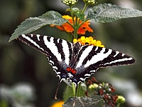 BZ Butterfly 2